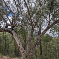 Eucalyptus dives at Denman Prospect 2 Estate Deferred Area (Block 12) - 6 Feb 2022 01:14 PM