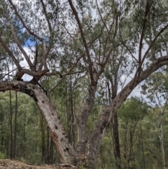 Eucalyptus dives at Denman Prospect 2 Estate Deferred Area (Block 12) - 6 Feb 2022