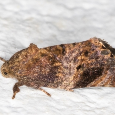 Peritropha oligodrachma (A twig moth) at Melba, ACT - 2 Dec 2021 by kasiaaus