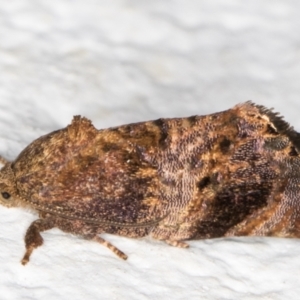 Peritropha oligodrachma at Melba, ACT - 3 Dec 2021 12:13 AM