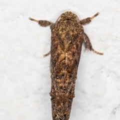 Peritropha oligodrachma at Melba, ACT - 3 Dec 2021 12:13 AM