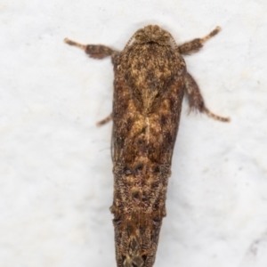 Peritropha oligodrachma at Melba, ACT - 3 Dec 2021 12:13 AM