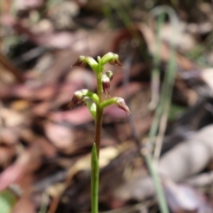 Corunastylis nuda at Cotter River, ACT - 5 Feb 2022