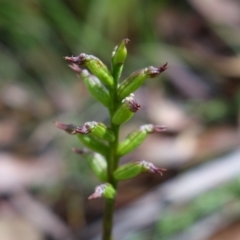 Corunastylis nuda at Cotter River, ACT - 5 Feb 2022