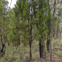 Exocarpos cupressiformis (Cherry Ballart) at Molonglo Valley, ACT - 6 Feb 2022 by abread111