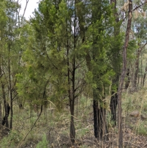 Exocarpos cupressiformis at Molonglo Valley, ACT - 6 Feb 2022