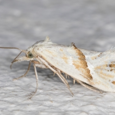 Heliocosma argyroleuca (A tortrix or leafroller moth) at Melba, ACT - 3 Dec 2021 by kasiaaus