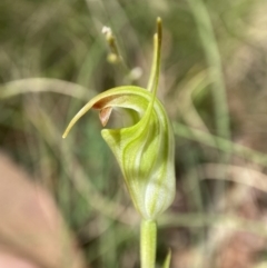 Diplodium atrans (Dark-tip greenhood) at Cotter River, ACT - 6 Feb 2022 by AJB