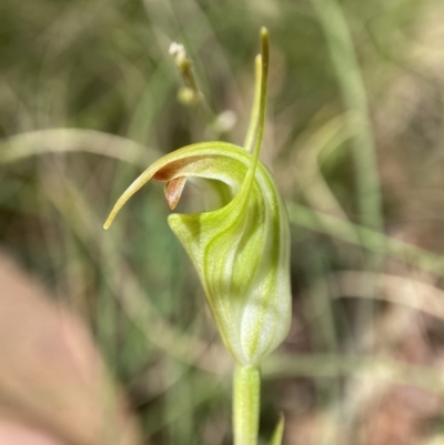 Diplodium atrans (Dark-tip greenhood) at Cotter River, ACT - 6 Feb 2022 by AJB