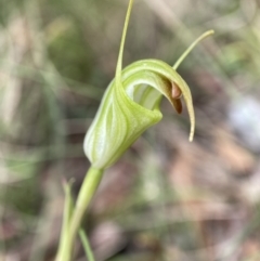 Diplodium atrans at Cotter River, ACT - 6 Feb 2022