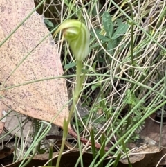 Diplodium atrans at Cotter River, ACT - 6 Feb 2022