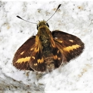 Taractrocera papyria at Tennent, ACT - 6 Feb 2022