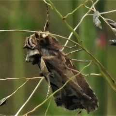 Cosmodes elegans (Green Blotched Moth) at Tennent, ACT - 6 Feb 2022 by JohnBundock