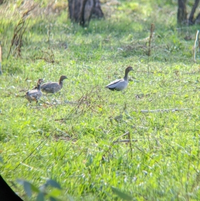 Chenonetta jubata (Australian Wood Duck) at Tintaldra, VIC - 4 Feb 2022 by Darcy