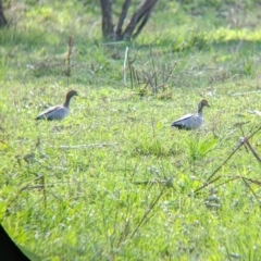 Chenonetta jubata at Tintaldra, VIC - 4 Feb 2022