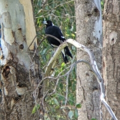 Gymnorhina tibicen (Australian Magpie) at Tintaldra, VIC - 4 Feb 2022 by Darcy