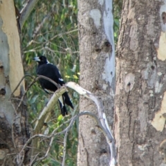 Gymnorhina tibicen at Tintaldra, VIC - 4 Feb 2022 04:48 PM