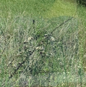 Carduelis carduelis at Towong Upper, VIC - 5 Feb 2022