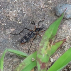 Gynoplistia sp. (genus) at Macarthur, ACT - 6 Feb 2022