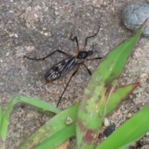 Gynoplistia sp. (genus) at Macarthur, ACT - 6 Feb 2022