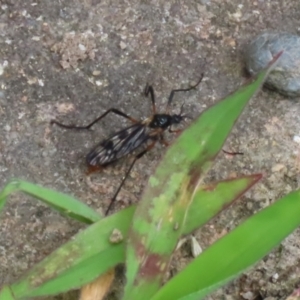 Gynoplistia sp. (genus) at Macarthur, ACT - 6 Feb 2022