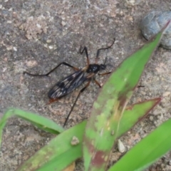 Gynoplistia sp. (genus) at Macarthur, ACT - 6 Feb 2022