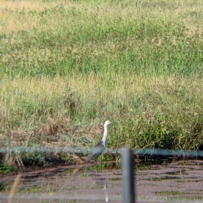 Ardea pacifica (White-necked Heron) at Towong, VIC - 5 Feb 2022 by Darcy
