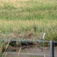 Ardea pacifica at Towong, VIC - 6 Feb 2022