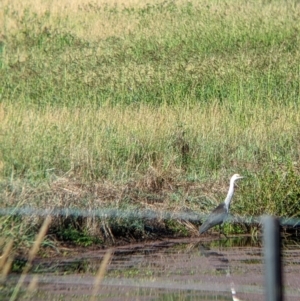 Ardea pacifica at Towong, VIC - 6 Feb 2022 08:24 AM