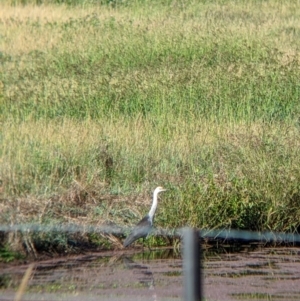 Ardea pacifica at Towong, VIC - 6 Feb 2022 08:24 AM