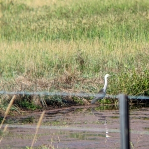 Ardea pacifica at Towong, VIC - 6 Feb 2022 08:24 AM