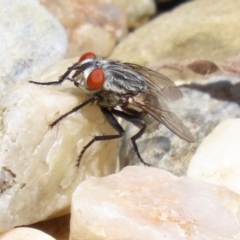 Sarcophagidae (family) (Unidentified flesh fly) at Macarthur, ACT - 6 Feb 2022 by RodDeb