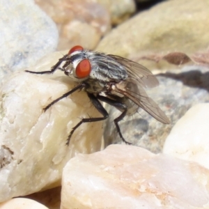 Sarcophagidae (family) at Macarthur, ACT - 6 Feb 2022