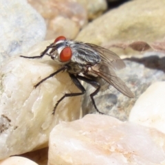 Unidentified Other true fly (TBC) at Macarthur, ACT - 6 Feb 2022 by RodDeb