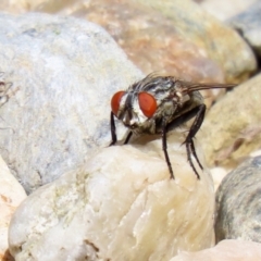 Sarcophagidae (family) at Macarthur, ACT - 6 Feb 2022