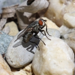 Sarcophagidae (family) at Macarthur, ACT - 6 Feb 2022