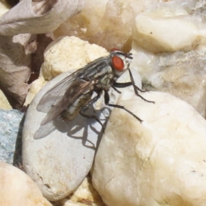 Sarcophagidae (family) at Macarthur, ACT - 6 Feb 2022