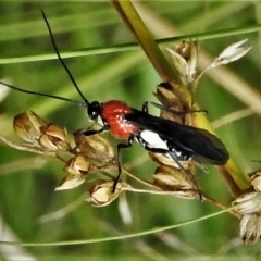 Braconidae (family) (Unidentified braconid wasp) at Namadgi National Park - 6 Feb 2022 by JohnBundock