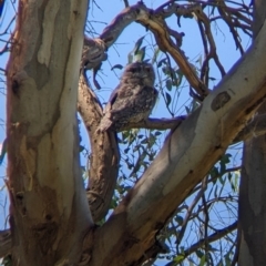 Podargus strigoides (Tawny Frogmouth) at Colac Colac, VIC - 6 Feb 2022 by Darcy
