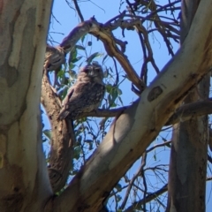Podargus strigoides at Colac Colac, VIC - suppressed