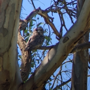 Podargus strigoides at Colac Colac, VIC - suppressed