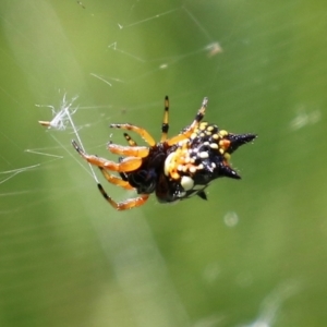 Austracantha minax at Macarthur, ACT - 6 Feb 2022 02:42 PM