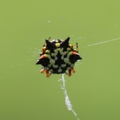 Austracantha minax at Macarthur, ACT - 6 Feb 2022 02:42 PM