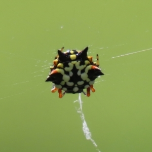 Austracantha minax at Macarthur, ACT - 6 Feb 2022 02:42 PM