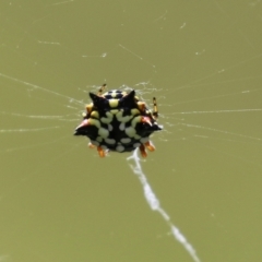 Austracantha minax at Macarthur, ACT - 6 Feb 2022 02:42 PM