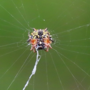 Austracantha minax at Macarthur, ACT - 6 Feb 2022 02:42 PM