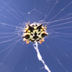 Austracantha minax at Macarthur, ACT - 6 Feb 2022 02:42 PM