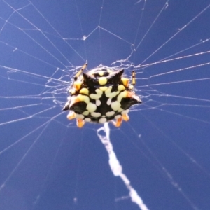 Austracantha minax at Macarthur, ACT - 6 Feb 2022