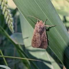 Unidentified Moth (Lepidoptera) (TBC) at Colac Colac, VIC - 6 Feb 2022 by Darcy