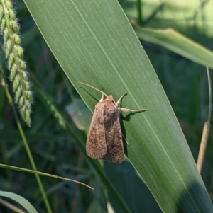 Mythimna (Pseudaletia) convecta at Colac Colac, VIC - 6 Feb 2022 04:09 PM